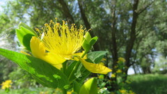 Hypericum ascyron