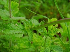 Scrophularia auriculata