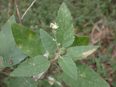 Croton rivularis