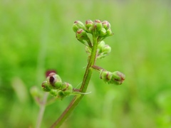 Scrophularia auriculata