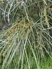 Acacia doratoxylon