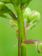 Scrophularia auriculata