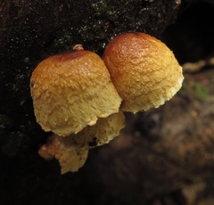 Pleuroflammula praestans