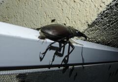 Lucanus cervus turcicus