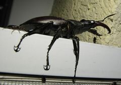Lucanus cervus turcicus