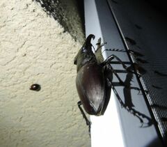 Lucanus cervus turcicus