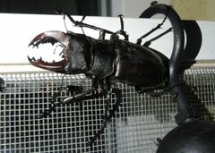 Lucanus cervus turcicus