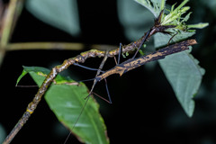 Pseudophasma bispinosum