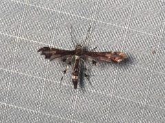 Geina tenuidactylus