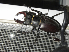 Lucanus cervus turcicus