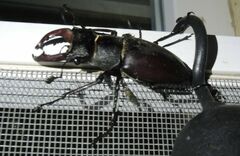Lucanus cervus turcicus
