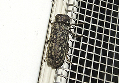 Lichenophanes varius