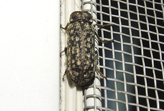 Lichenophanes varius