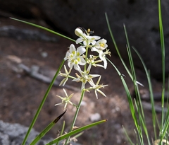 Anticlea elegans elegans