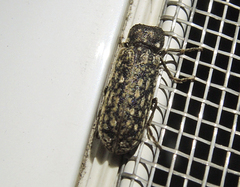 Lichenophanes varius