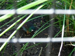 Pterorhinus galbanus