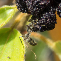 Melastoma saigonense