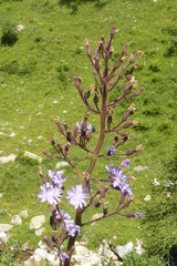 Cicerbita alpina