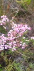 Erica articularis
