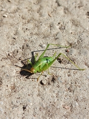 Metaplastes pulchripennis