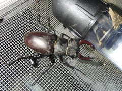 Lucanus cervus turcicus