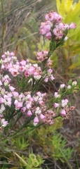 Erica articularis