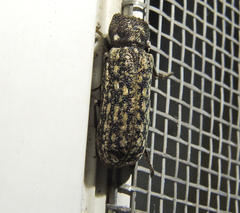 Lichenophanes varius