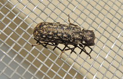 Lichenophanes varius