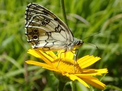 Melanargia galathea