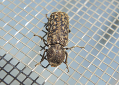 Lichenophanes varius