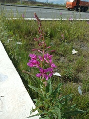 Chamaenerion angustifolium