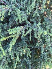 Pimelea serpyllifolia serpyllifolia