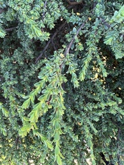 Pimelea serpyllifolia serpyllifolia