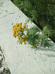 Tanacetum vulgare boreale