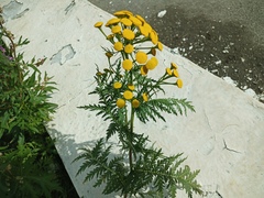 Tanacetum vulgare boreale