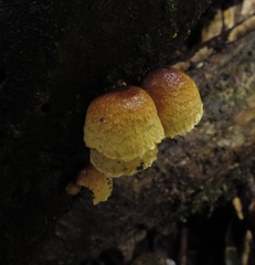 Pleuroflammula praestans