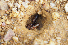 Odontotermes formosanus