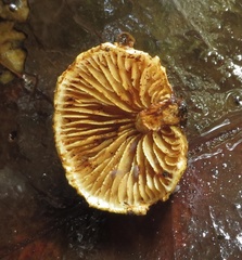 Pleuroflammula praestans