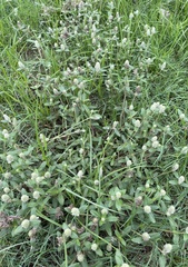 Gomphrena