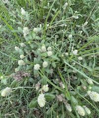 Gomphrena