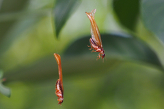 Odontotermes formosanus