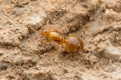 Crematogaster osakensis