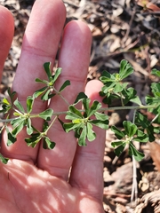 Pultenaea microphylla
