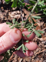 Pultenaea microphylla
