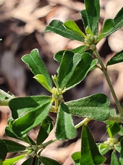 Pultenaea microphylla