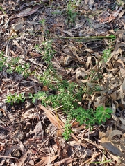 Pultenaea microphylla