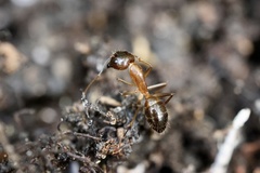 Camponotus
