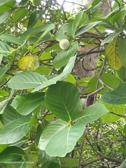 Neonauclea reticulata