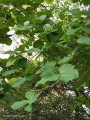 Neonauclea reticulata