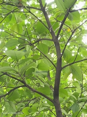 Neonauclea reticulata